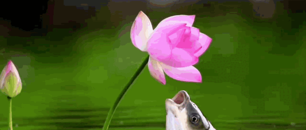 640_wx_fmt=gif&from=appmsg&tp=webp&wxfrom=5&wx_lazy=1&wx_co=1