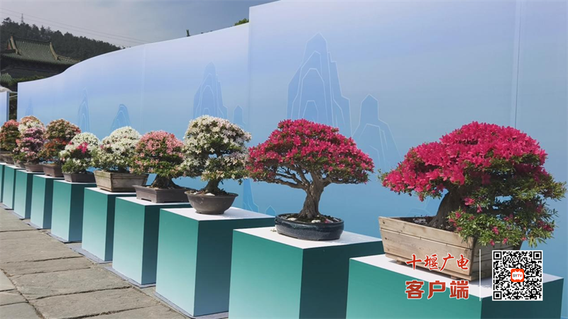 图片4