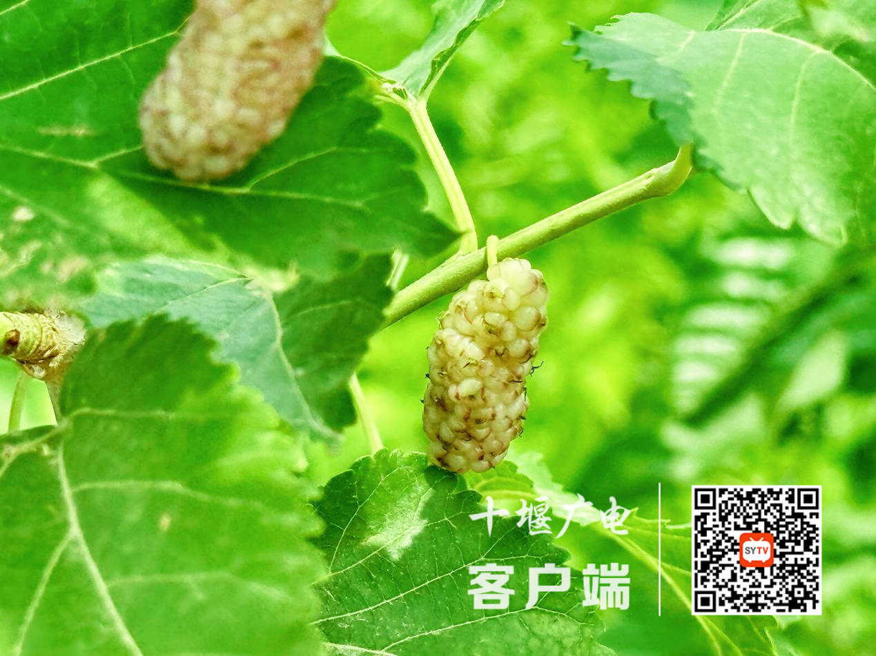 图片 4