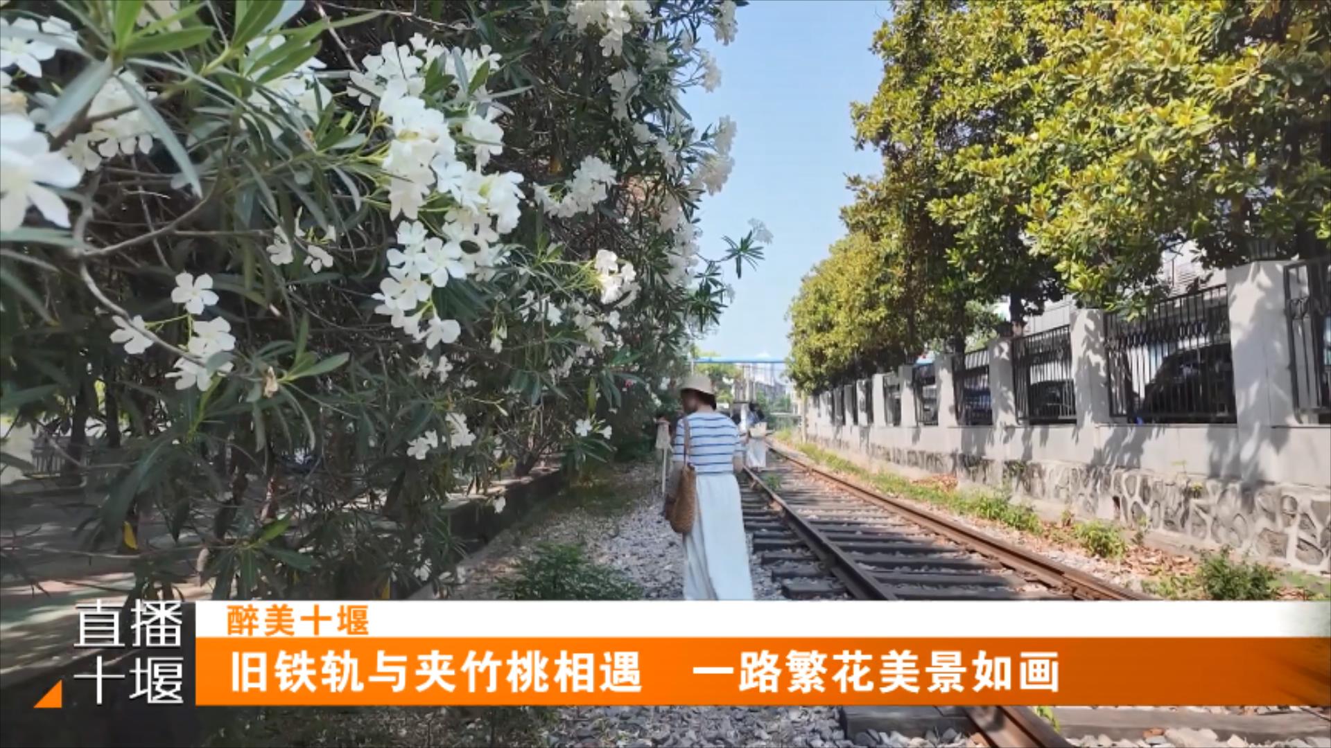 旧铁轨与夹竹桃相遇   一路繁花美景如画.mp4_20250527_194150555