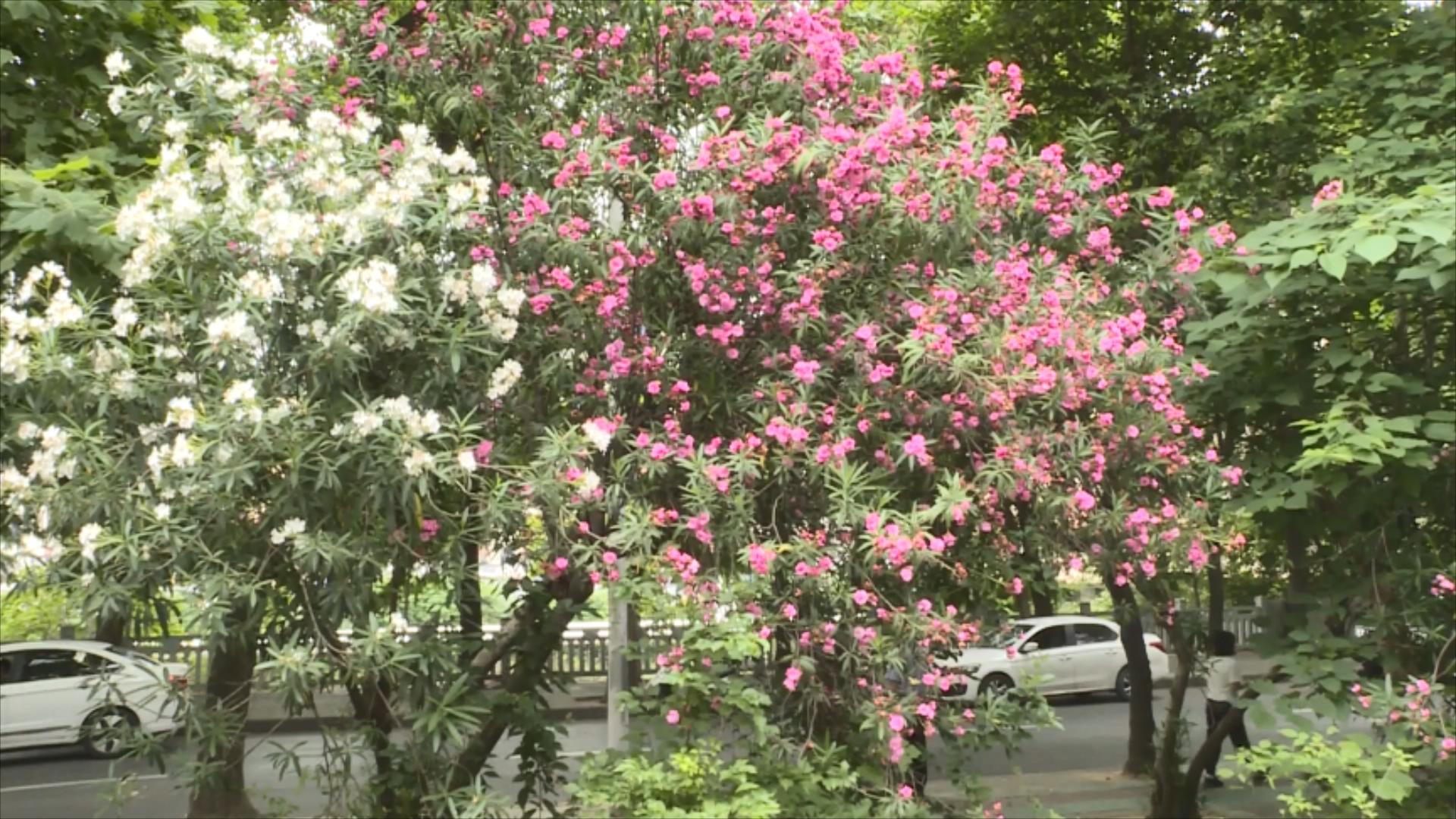 旧铁轨与夹竹桃相遇   一路繁花美景如画.mp4_20250527_194243239