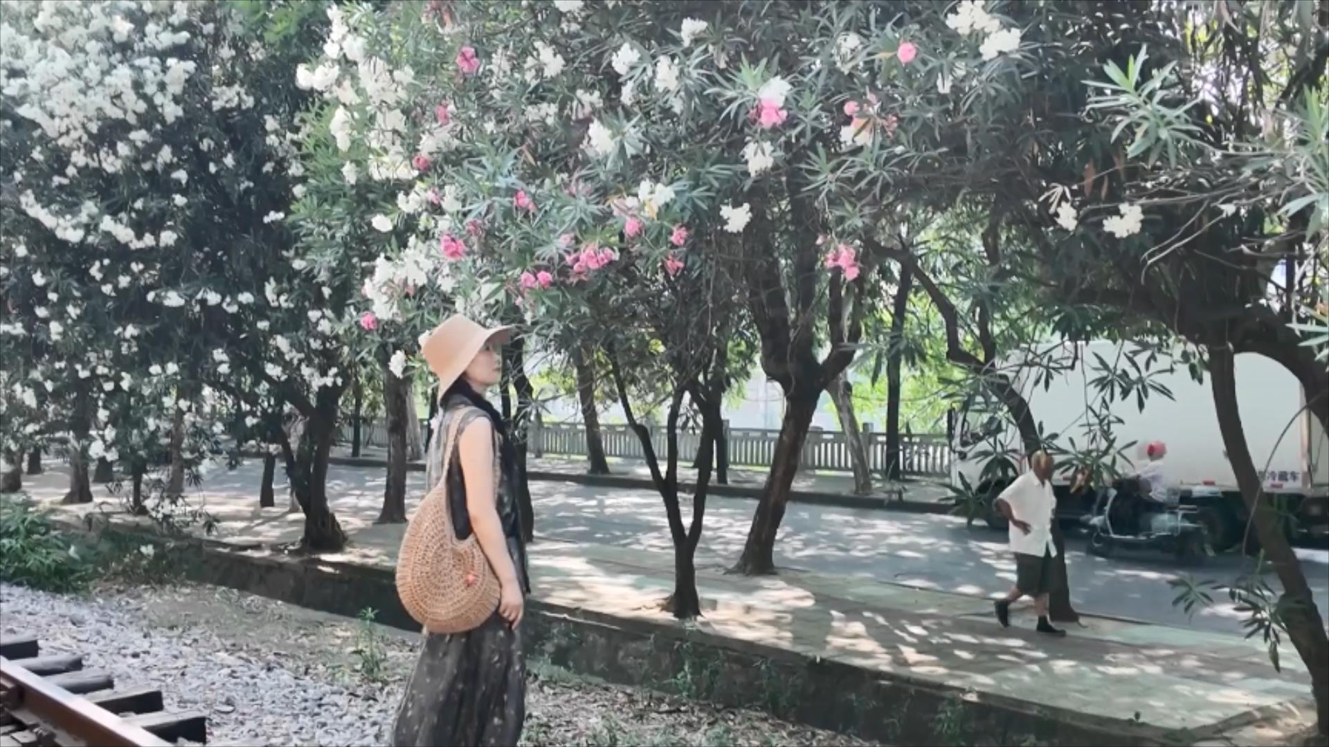 旧铁轨与夹竹桃相遇   一路繁花美景如画.mp4_20250527_194435808