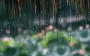 注意！湖北6月18日入梅！中考期间或有暴雨