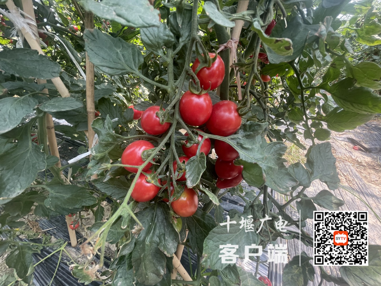 微信图片_20250617145713