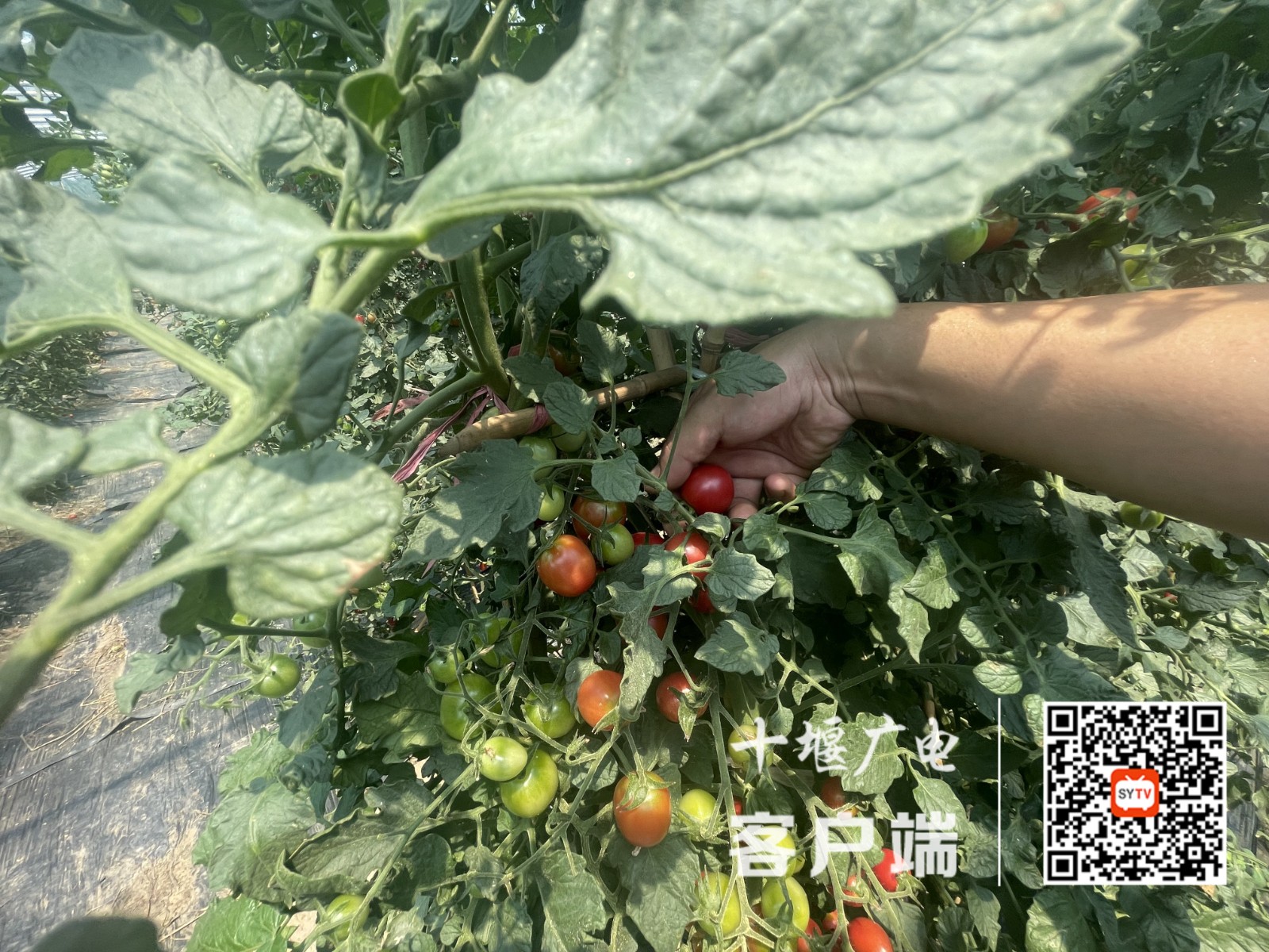 微信图片_20250617145722