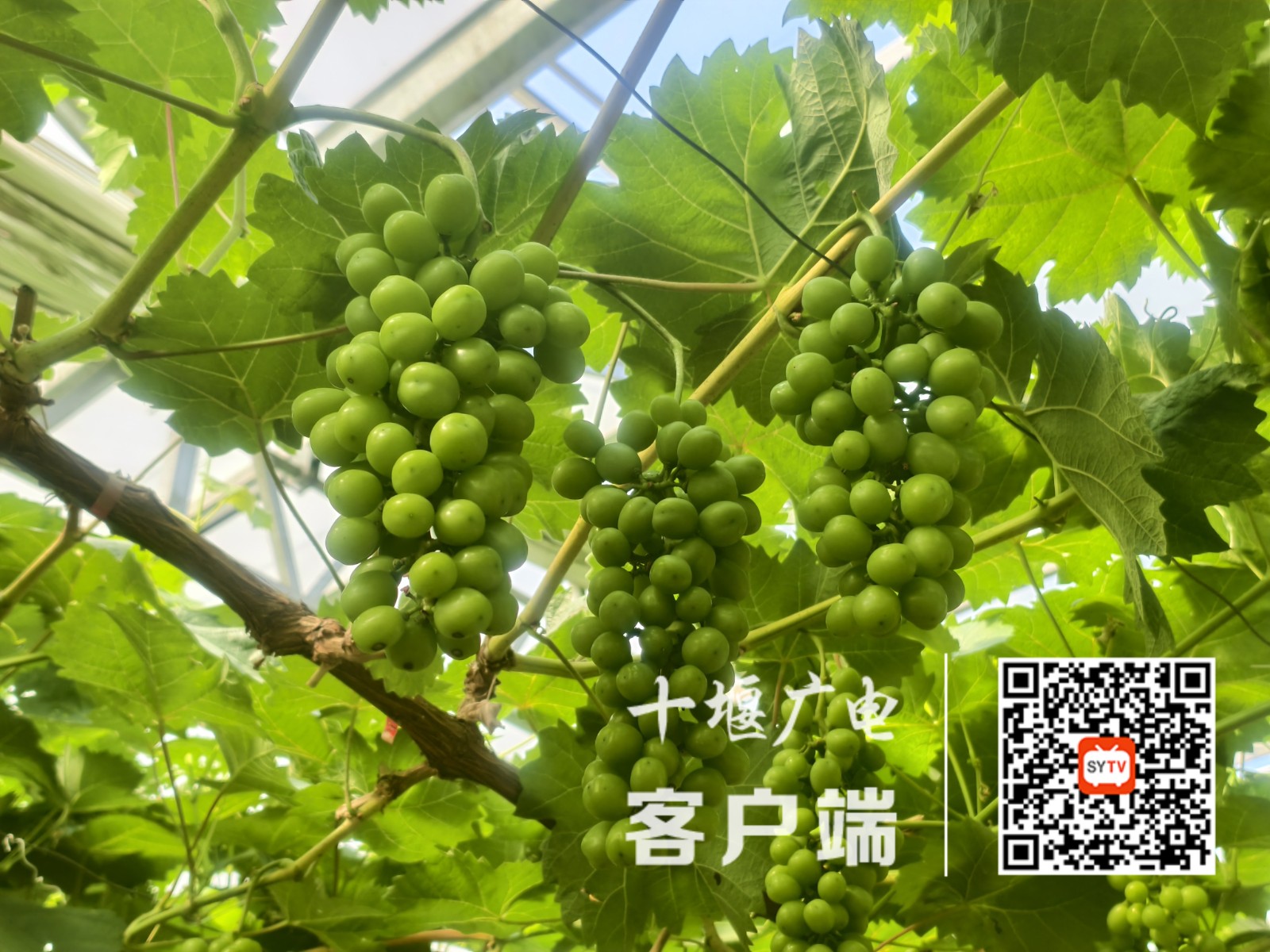 628A4B0800E2E4CB55C6887C70041A11