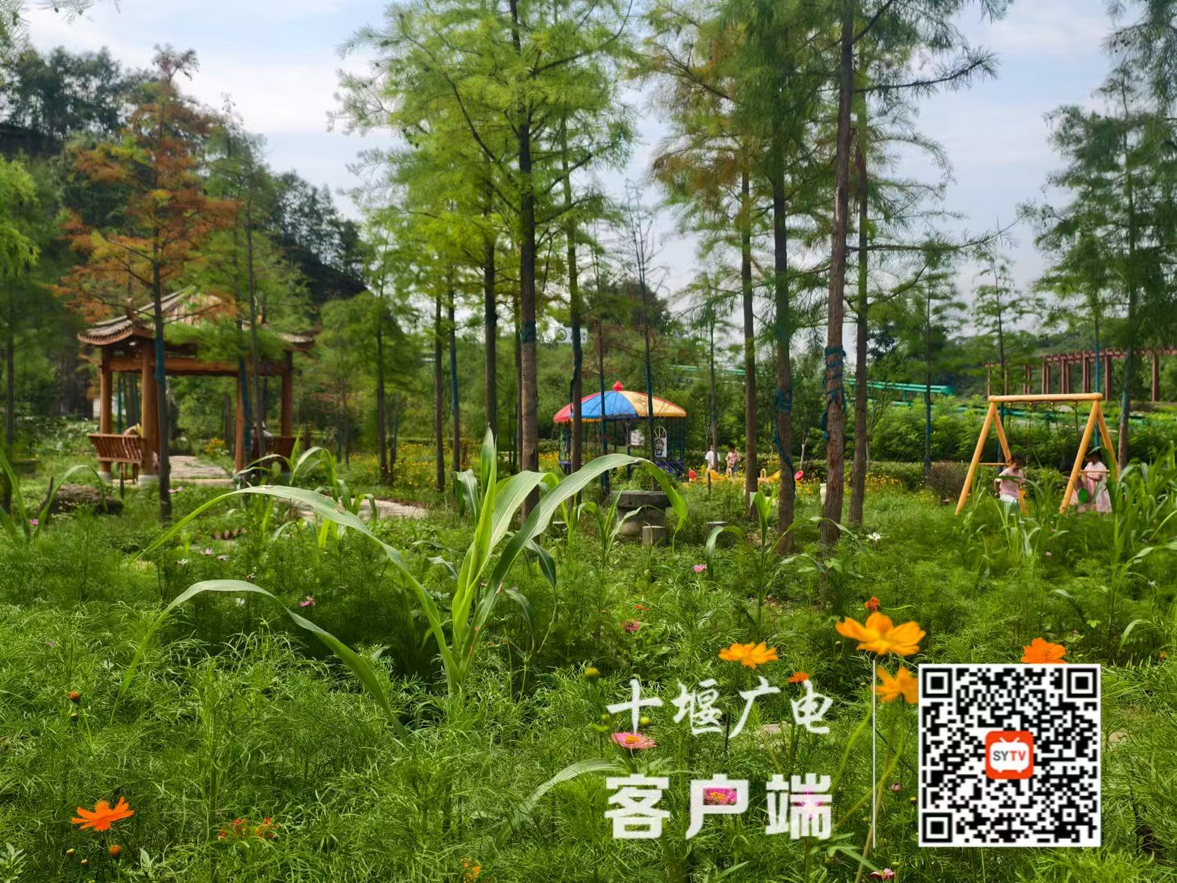 微信图片_20250625205322
