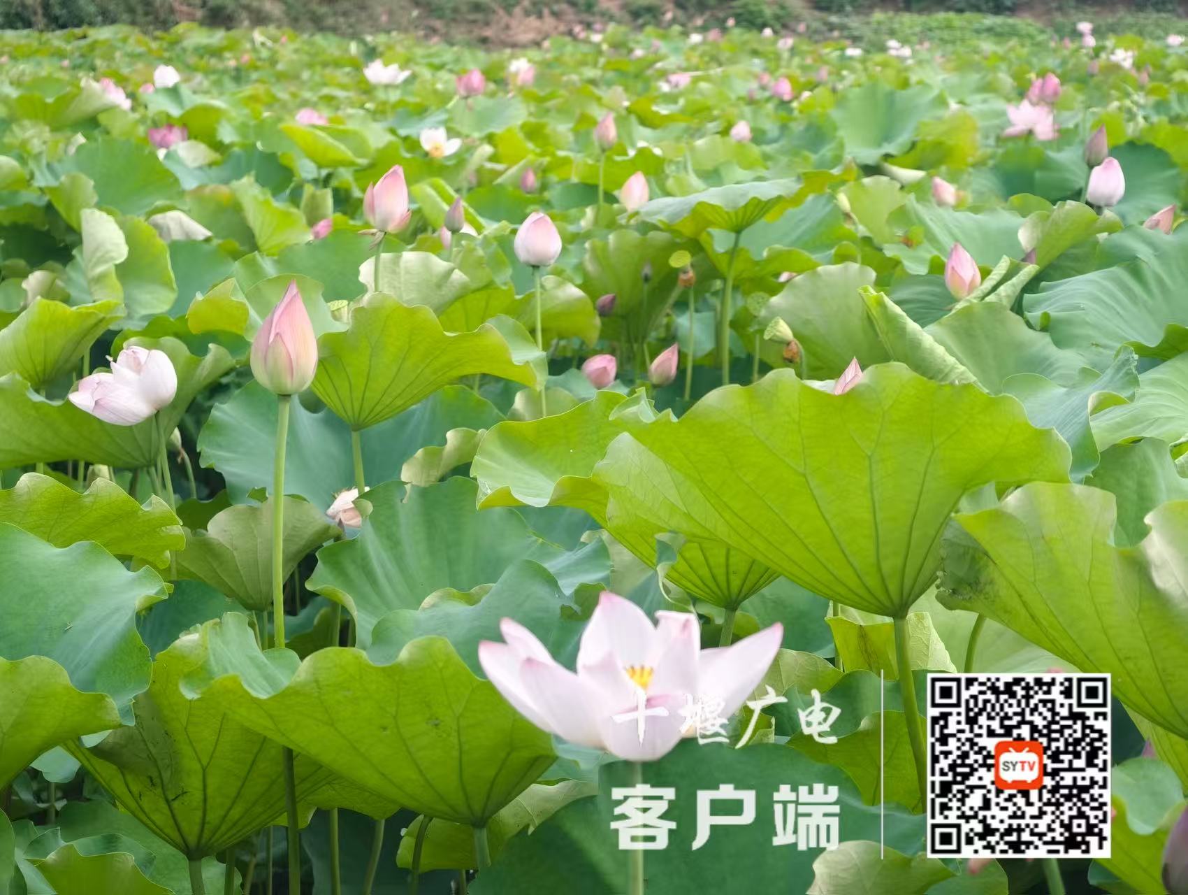 微信图片_20250625205354