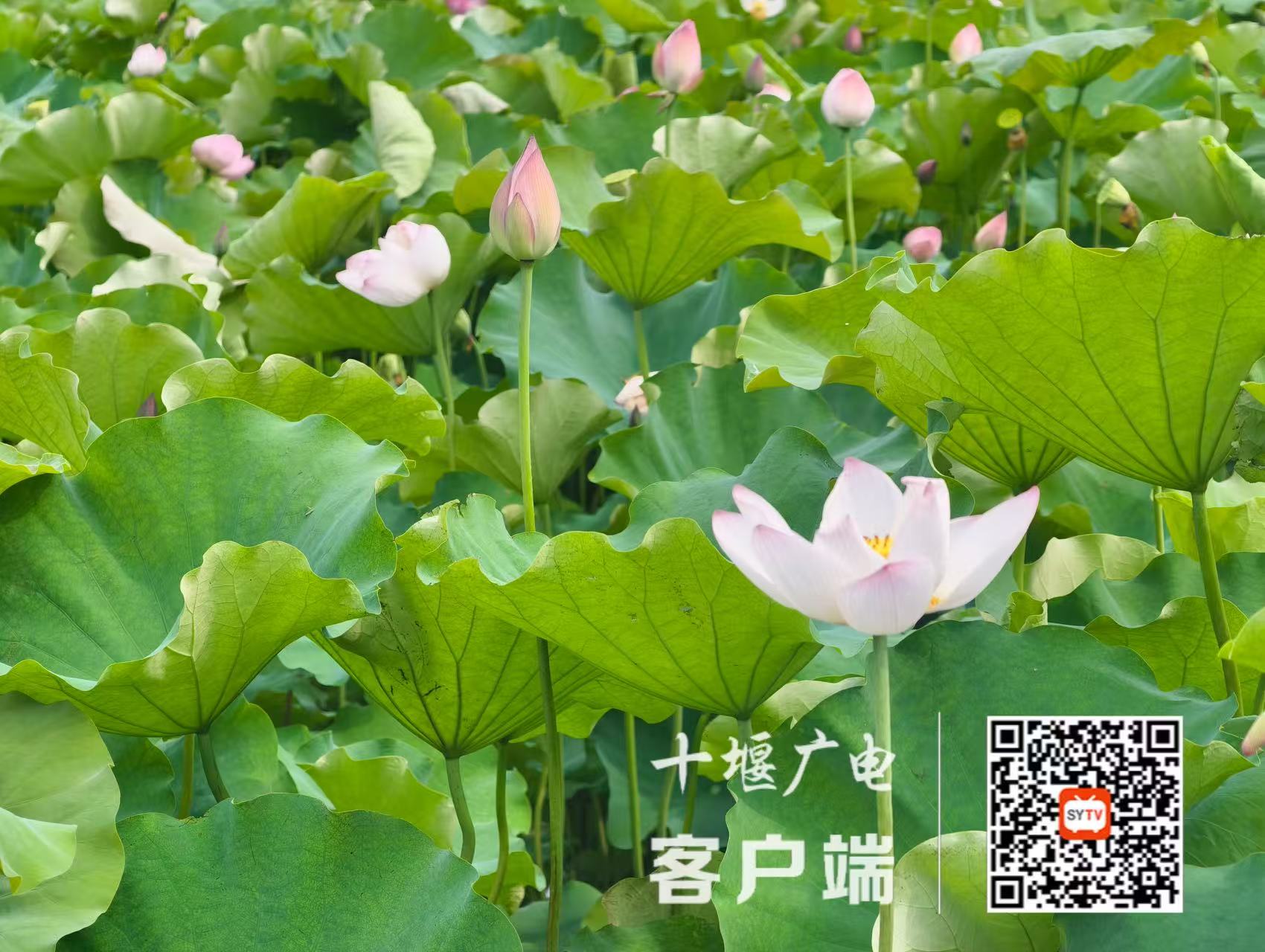 微信图片_20250625205326
