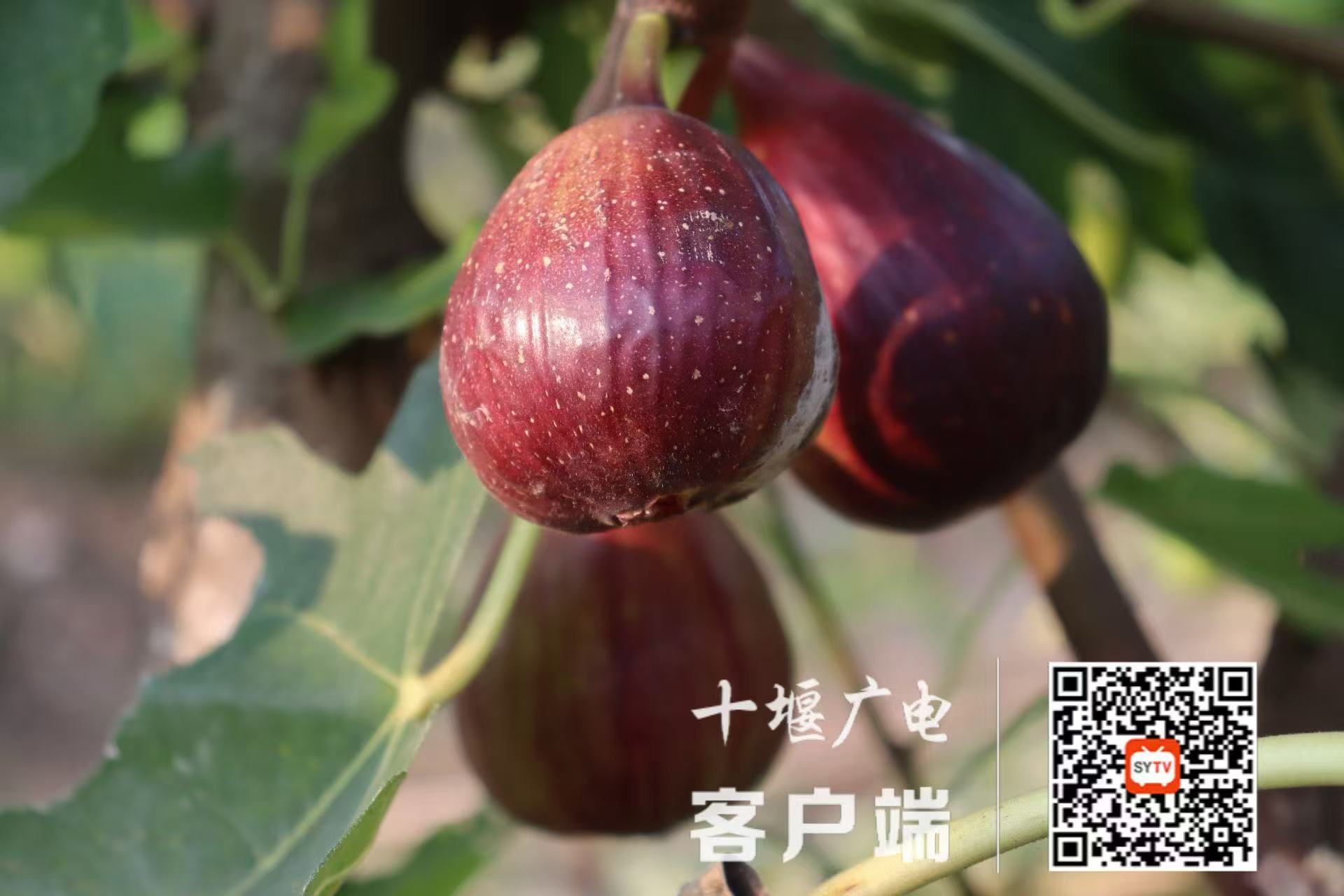 微信图片_20250625205304