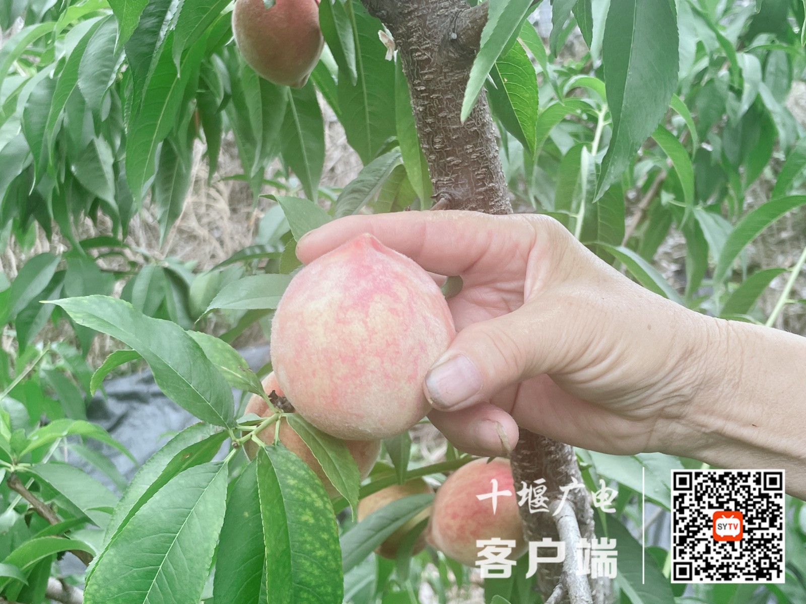 微信图片_1