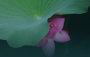 节令之美丨小暑至，觅清凉