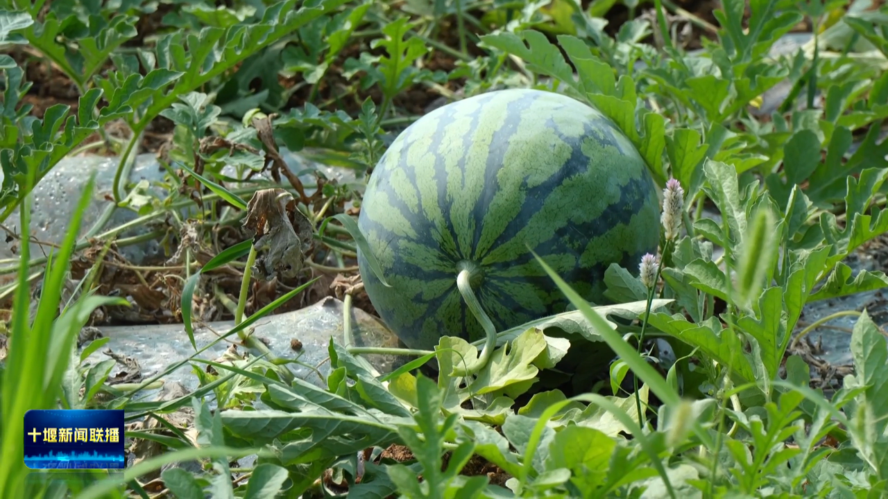 7月6日(27)