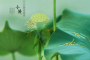 专家：小暑湿热 清热祛湿正当时