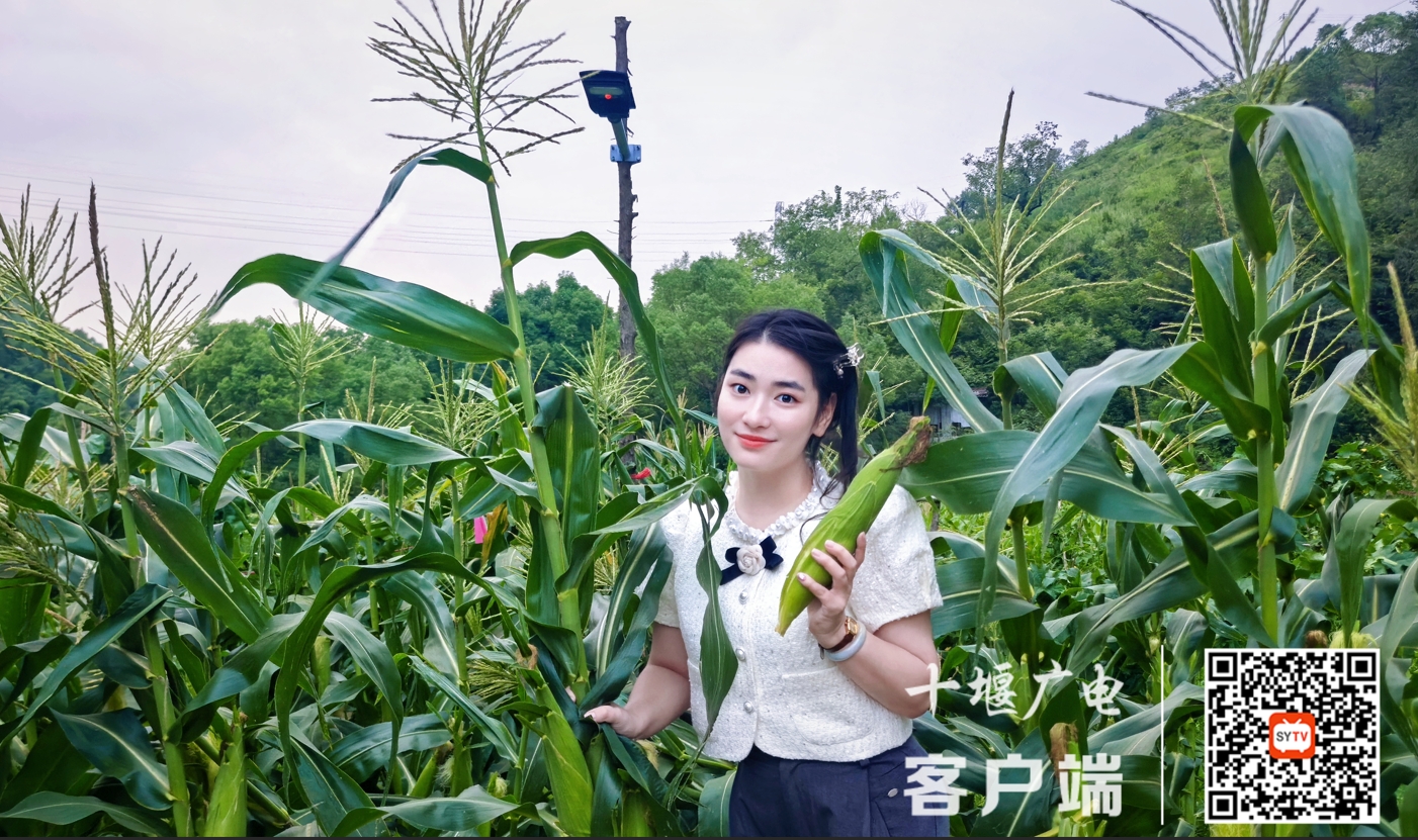 图片1