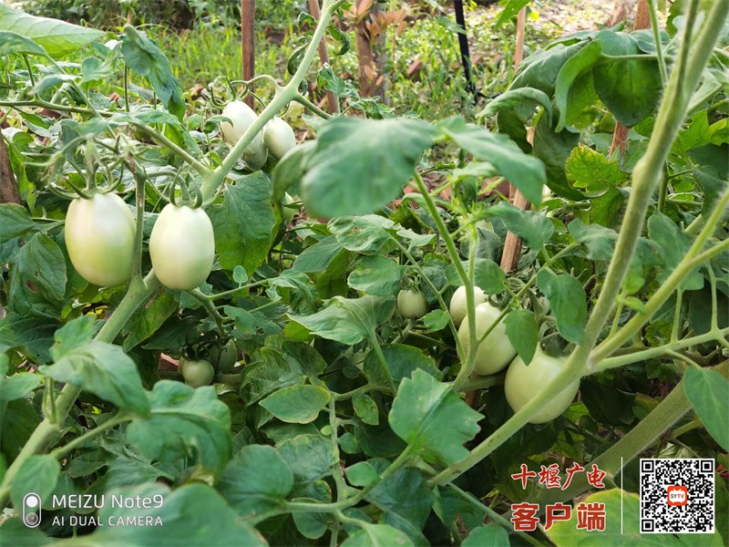 16AF5CB6932E3F3C2D8AA082F68842AF_副本