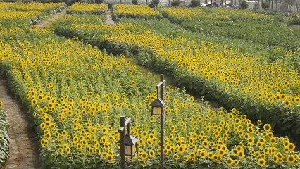 7月17日