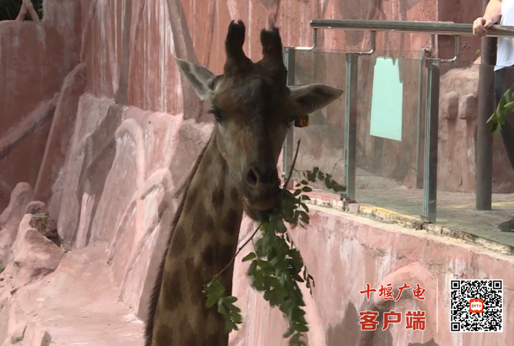 QQ_1752818434749