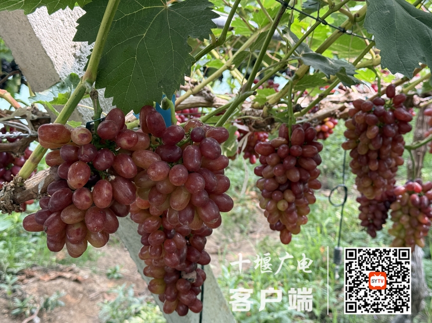 微信截图_20250722152531