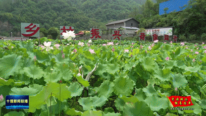 乡村振兴“好支部” 基层治理“金钥匙”[00-02-48--00-02-56]