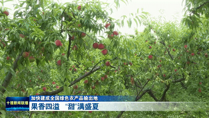 果香四溢   “甜”满盛夏[00-00-14--00-00-22]