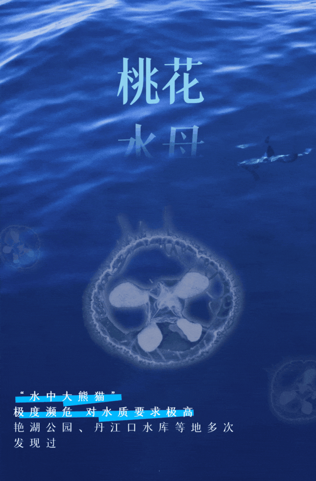 640_from=appmsg&tp=webp&wxfrom=5&wx_lazy=1 (1)