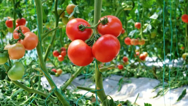 507
