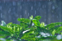 阵雨模式开启！十堰最新天气预报来了