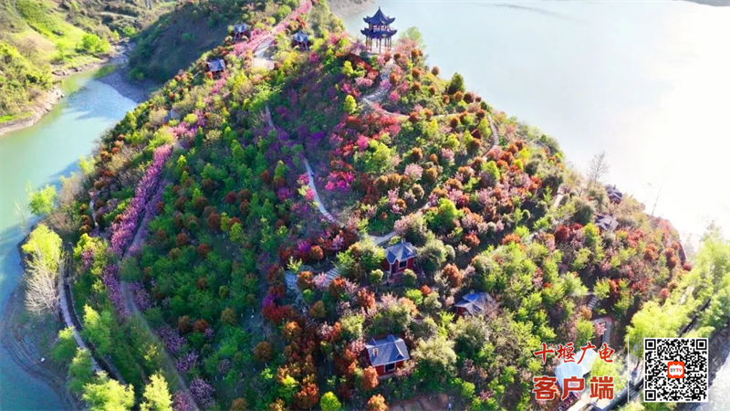 樱花岛