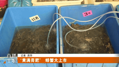 “黄满膏肥”   螃蟹大上市[00-00-12--00-00-19]