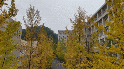 10.29银杏[00-00-50--00-00-58]