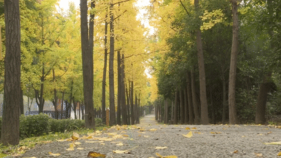 10.29银杏[00-03-36--00-03-44]