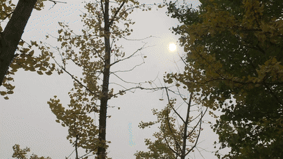 10.29银杏[00-04-10--00-04-18]