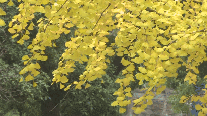 10.29银杏[00-02-16--00-02-24]