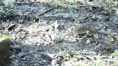 116国家二级保护动物豹猫频现十堰[00-00-51--00-00-55]