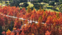 每一眼都是惊艳！十堰这些地方的水杉红了
