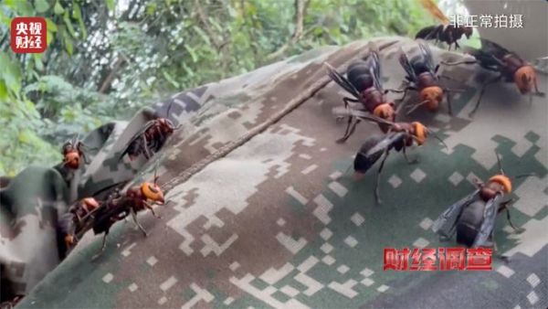 f3ef21e4778044b3b4fc1c162952b2b5