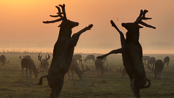 d9aa8b6f7161830d059f38e4a395430b