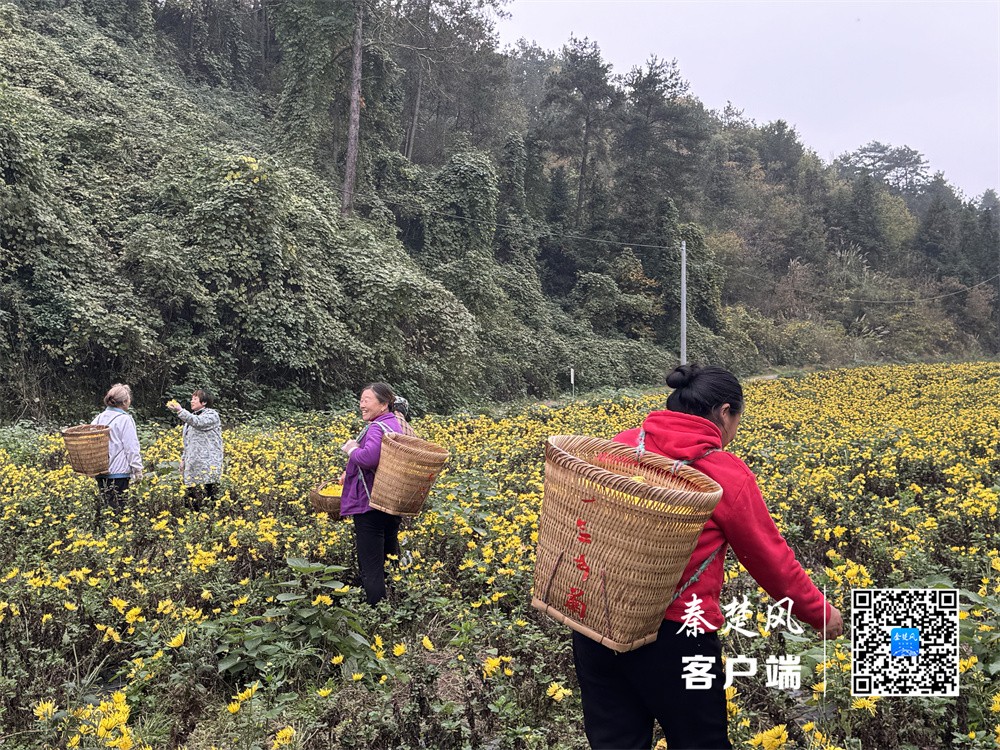 连日来,丹江口市六里坪镇蒿口新村的武当道菊种植基地里,一派热火朝天的丰收景象。当地依托晴好天气加紧抢收、晾晒、烘干,确保这份“金色产业”的果实颗粒归仓。 (7)