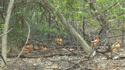 助力农产品出山  “小蜜蜂”飞进田间[00-01-09--00-01-16]