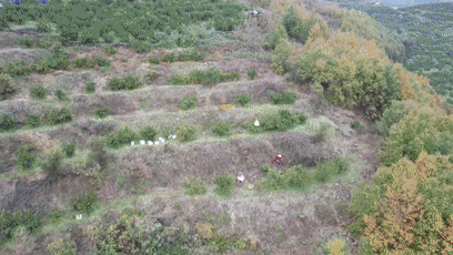 丹江口市：无人机显身手  运输柑橘不再愁[00-00-54--00-01-02]