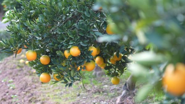 5ac82a3b-6f9d-4291-a97a-959d6230ba02_l