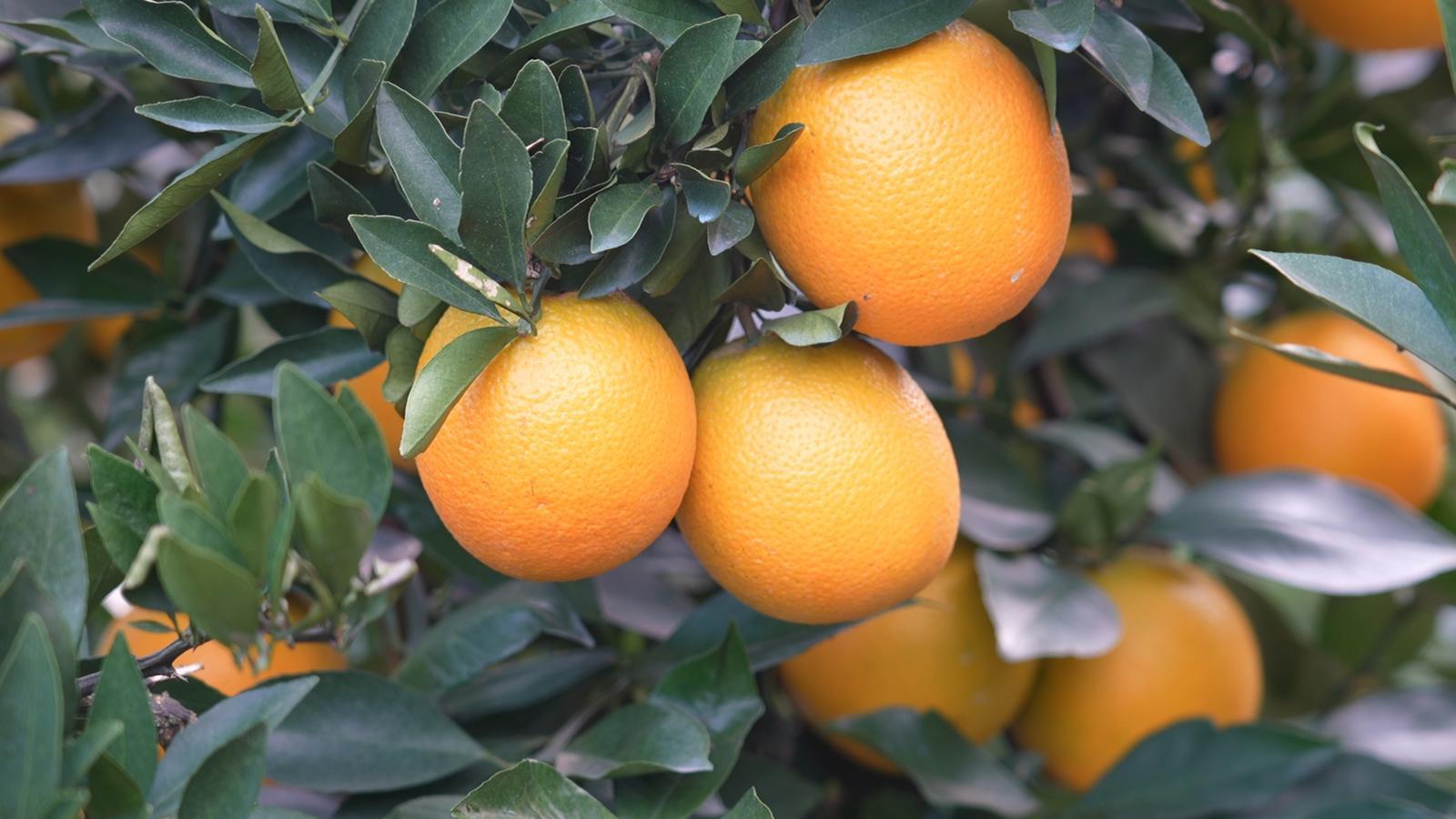 c7dc3b2a-5c46-495c-9c02-8e86a670be14_l