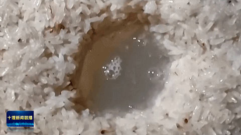 2025十堰房县黄酒产业国际供应链生态大会举行202511272027251