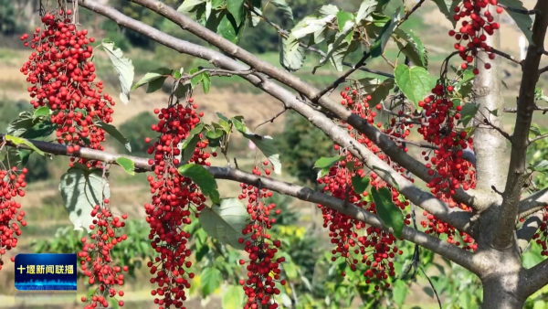 G4DhDOGEU5QAAAABJRU5ErkJggg==