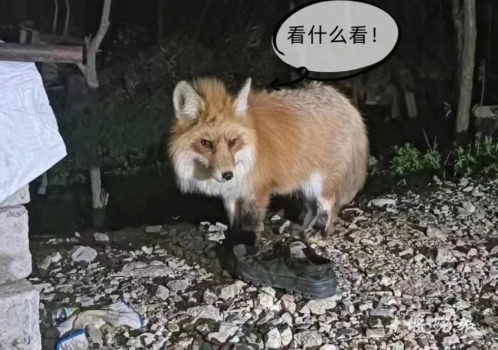 640_wx_fmt=jpeg&from=appmsg&tp=webp&wxfrom=5&wx_lazy=1 (1)