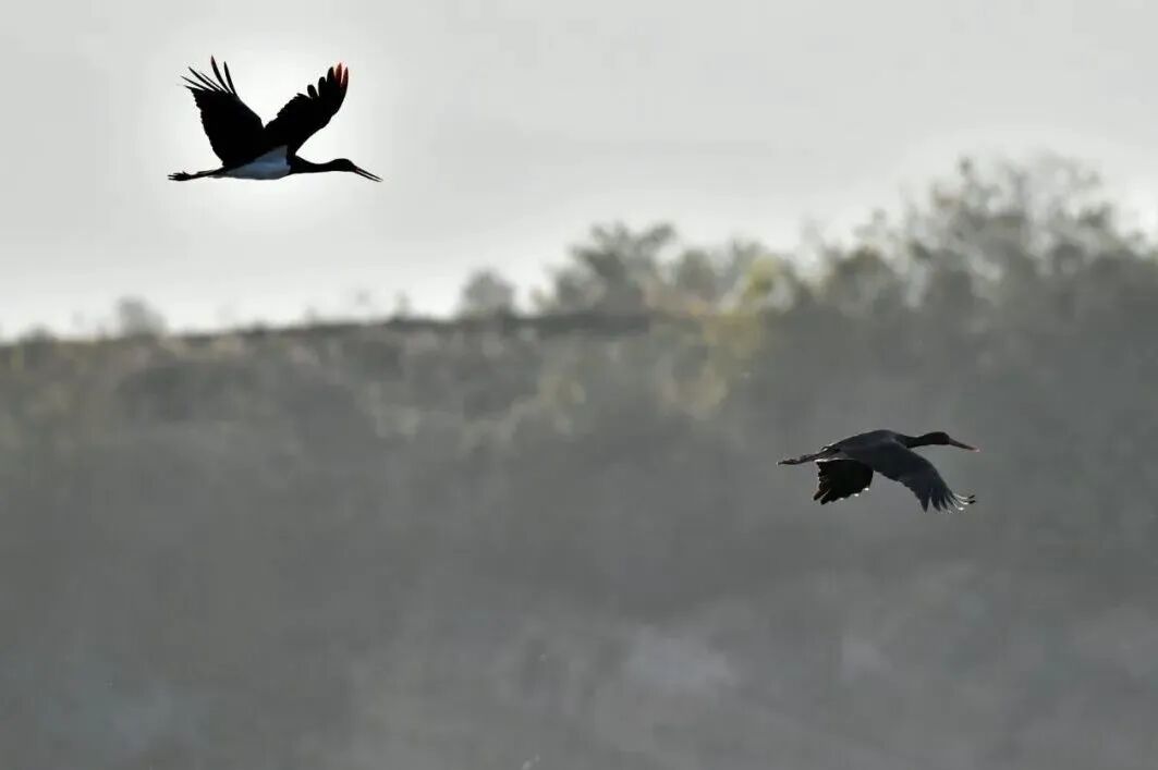 0a11d40d548107983cd4678101297e98