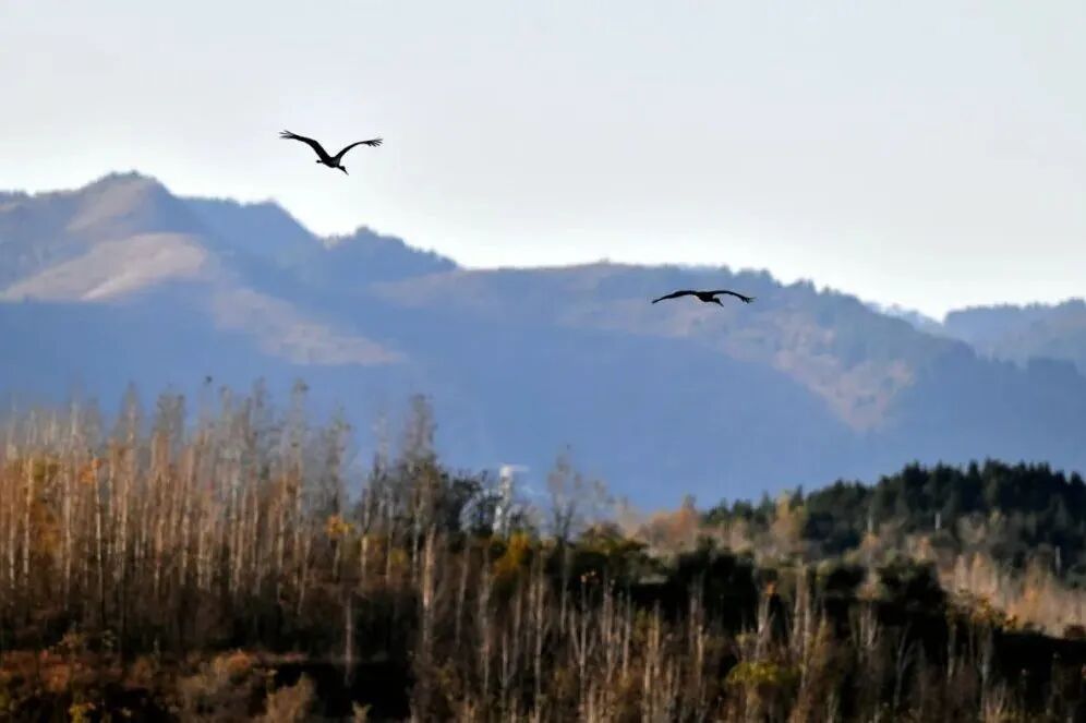 c53704c03680a54d27d447a356bdcf29