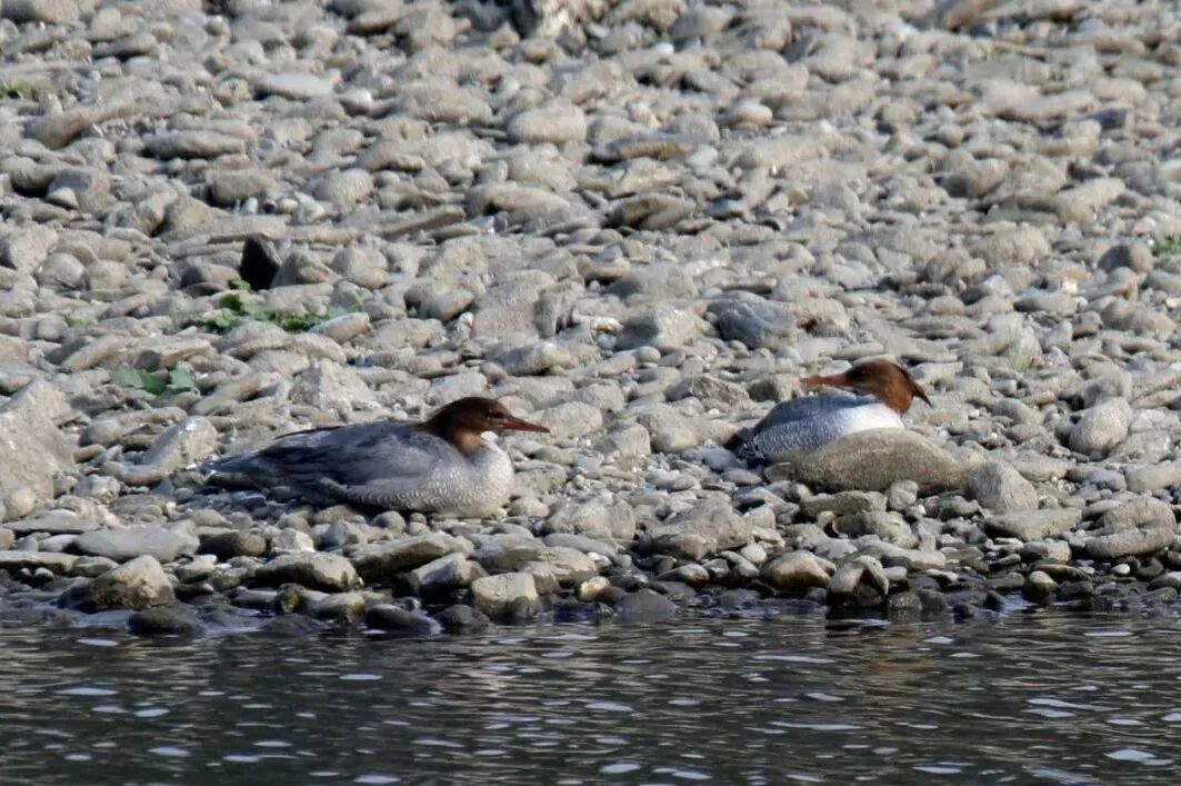 bd84b18280353c8b252a82c9f8245b49