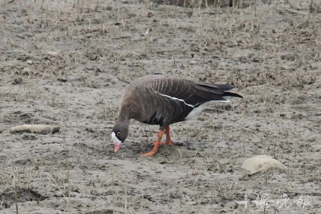 c415e7ee81188d945a2e41f0bdf5bc68